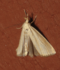 Agriphila straminella