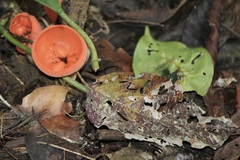 Sarcoscypha coccinea