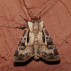 Agrotis vancouverensis