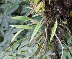 Pleurothallis ruscifolia