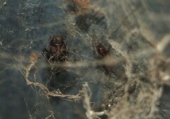 Steatoda borealis