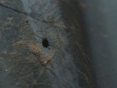 Steatoda borealis