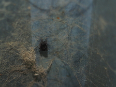 Steatoda borealis