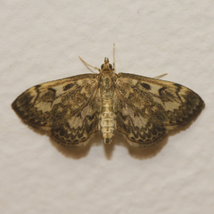 Anania tertialis