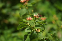 Miltomiges cinnamomea
