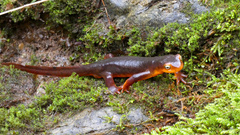 Taricha sierrae