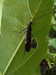 Graptocleptes bicolor