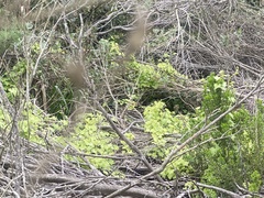 Delairea odorata