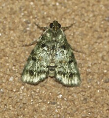 Stericta chlorophoena