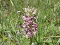 Anacamptis coriophora fragrans