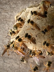 Tetragonisca fiebrigi