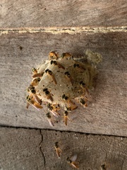 Tetragonisca fiebrigi