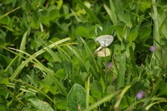 Eurema elathea