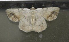 Aeolochroma quadrilinea