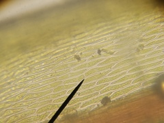 Imbribryum alpinum