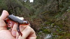 Taricha sierrae