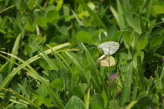 Eurema elathea