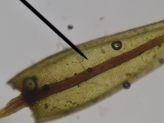 Imbribryum alpinum