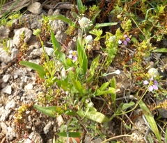 Plantago lagopus