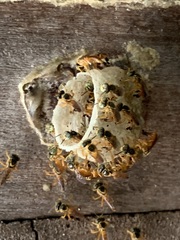 Tetragonisca fiebrigi