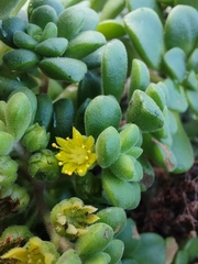 Aeonium lindleyi image