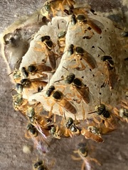 Tetragonisca fiebrigi