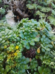 Aeonium lindleyi image