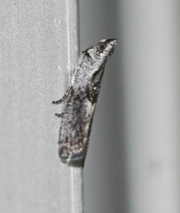 Sciota melanostyla