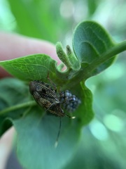 Antiteuchus