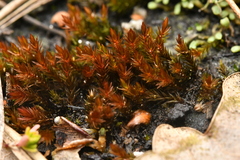 Imbribryum alpinum