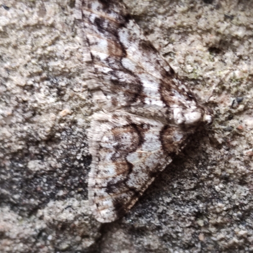 Spring Usher Moth, 3981 Bunnik, Nederland, photo 8 of 10