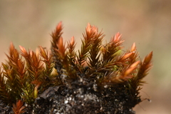 Imbribryum alpinum