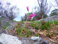 Zephyranthes bifida