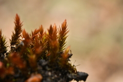 Imbribryum alpinum