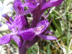Dactylorhiza elata
