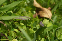Hemiargus hanno