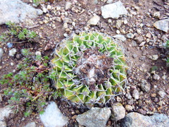 Parodia erinaceus