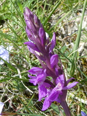 Dactylorhiza elata