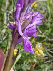Dactylorhiza elata
