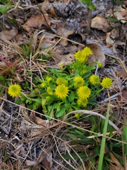 Polygala nana