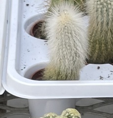 Cephalocereus senilis