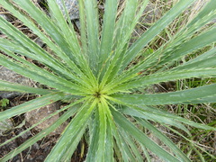 Eryngium horridum