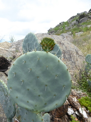 Opuntia robusta