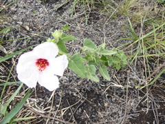 Pavonia cymbalaria