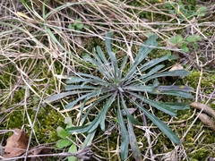 Erysimum crepidifolium