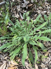 Phacelia imbricata