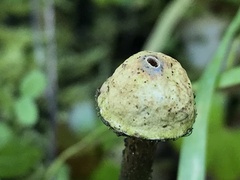 Tulostoma