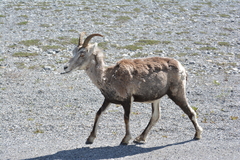 Ovis dalli stonei