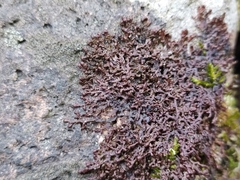 Frullania tamarisci