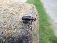 Cacoscelis nigripennis